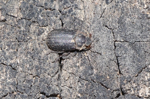 Trox cadaverinus