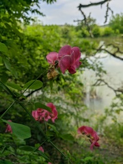 Lathyrus rotundifolius
