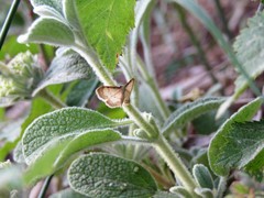 Idaea politaria