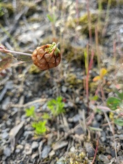 Trifolium grandiflorum