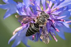 Coelioxys modestus