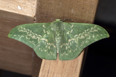 Tanaorhinus malayanus