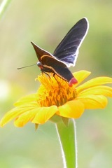 Mysoria affinis