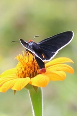 Mysoria affinis