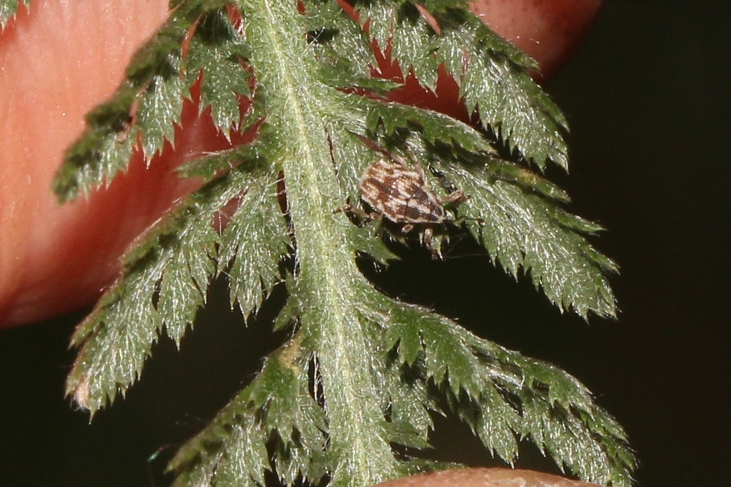 Trichosirocalus barnevillei