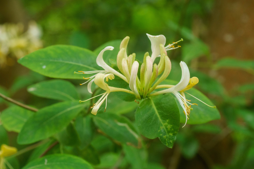 Lonicera periclymenum, Esher, UK