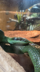 Gonyosoma boulengeri