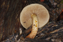 Image of Pholiota communis