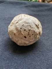 Mycenastrum corium