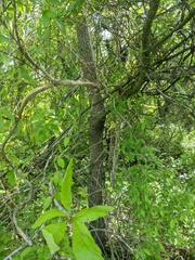 Quercus × leana
