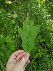 Quercus × leana