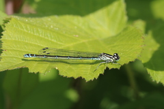 Coenagrion puella