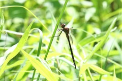 Somatochlora linearis