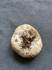 Mycenastrum corium