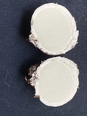 Mycenastrum corium