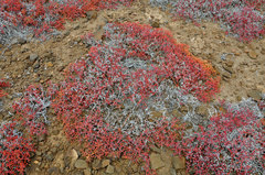 Sesuvium edmonstonei