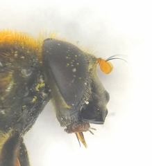 Cheilosia chrysocoma