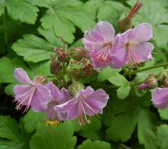 Geranium dalmaticum