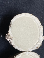 Mycenastrum corium