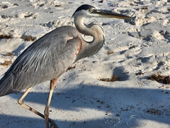 Ardea herodias