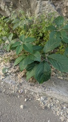 Parthenocissus inserta