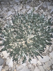 Astragalus tridactylicus