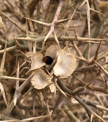 Exochomus nigripennis