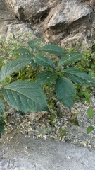 Parthenocissus inserta