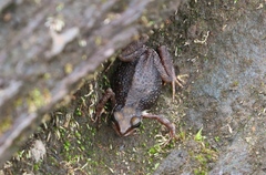 Image of Nimbaphrynoides occidentalis