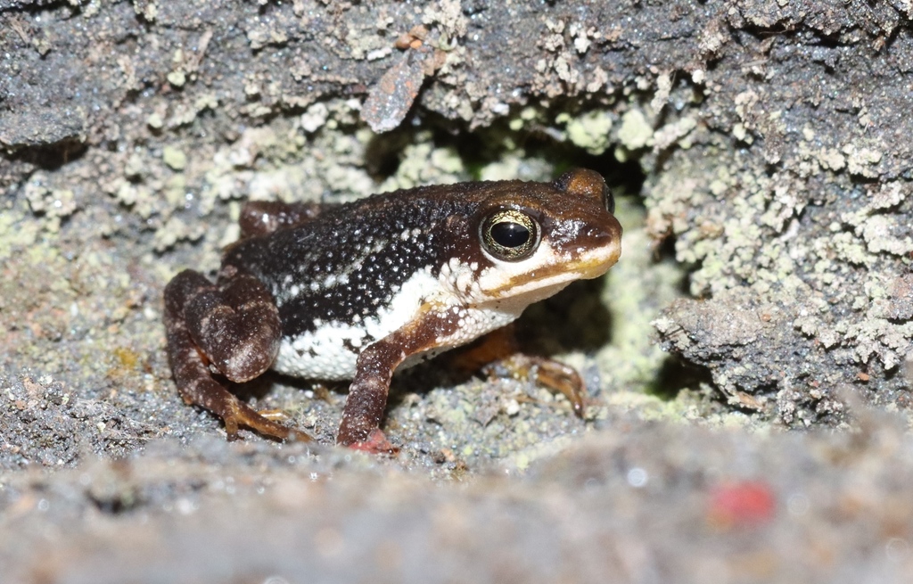 Western Nimba Toad