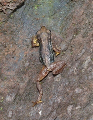 Nimbaphrynoides occidentalis