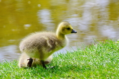 Branta canadensis