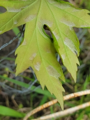 Eriophyes aceris