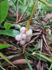 Piperales