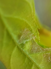 Eriophyes aceris