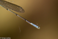 Acanthagrion quadratum