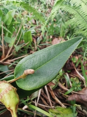 Piperales