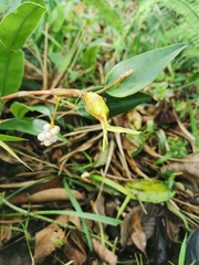Piperales