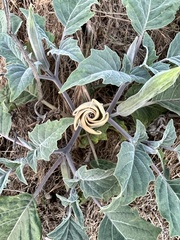 Datura wrightii