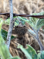 Datura wrightii