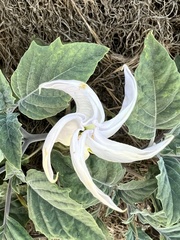 Datura wrightii