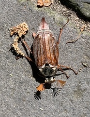 Melolontha melolontha