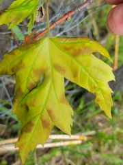Eriophyes aceris