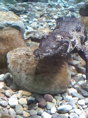 Mecistops cataphractus