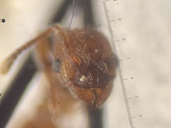 Myrmica scabrinodis