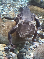 Mecistops cataphractus