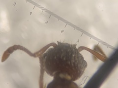 Myrmica scabrinodis