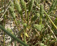Phleum arenarium