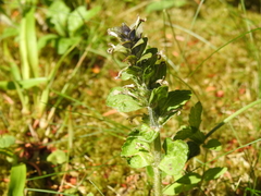 Ajuga pyramidalis