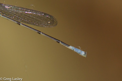 Acanthagrion quadratum